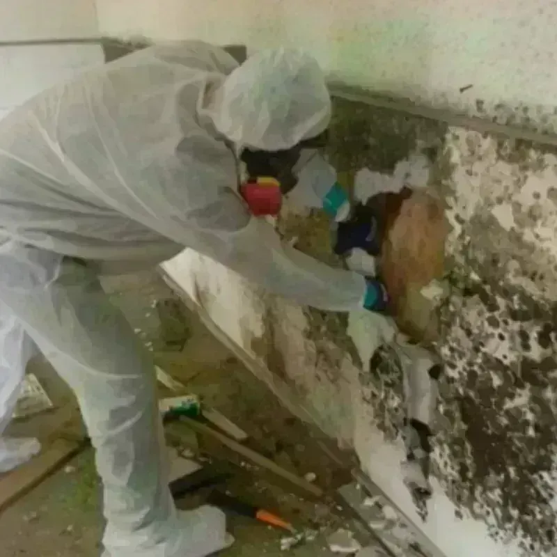 Mold Remediation and Removal in Brooklyn Heights, OH